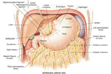 Esophagus External Anatomy of the Stomach Food enters the esophagus from the pharynx The