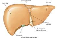 The Liver Performs many life-sustaining functions Location under the diaphragm on the left Outside is a