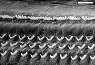 Hair Cells Physiological basis of the inner ear Scanning Electron Microscopy