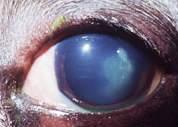 corneal/intraocular disease Endothelial dysfunction