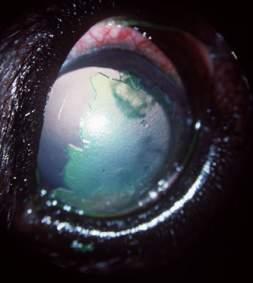 CORNEAL ULCER - SIMPLE Heals within 5-7 days Corneal healing - Slide and divide Adjacent epithelial cells migrate to