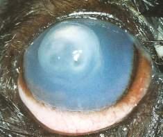 CORNEAL ULCER COMPLICATED Persists >7 days=