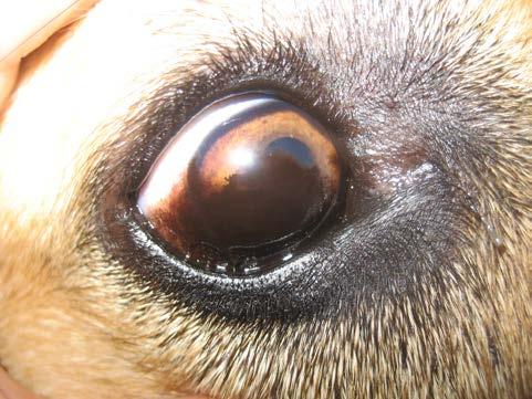 CHRONIC SUPERFICIAL KERATITIS PANNUS German shepherd dog/gsd crosses Immune-mediated disease Fibrosis,