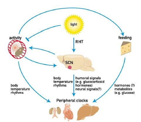 Circadian rythmicity : the pacemaker and the integrated physiological entrainment Phase setting of central and peripheral circadian clocks in nocturnal rodents Master pacemaker in the hypothalamus
