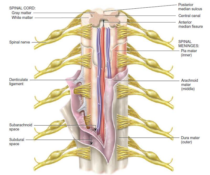 Meninges Connective tissue membranes Dura mater: -outermost layer; continuous with epineuriumof the spinal nerves - dense irregular connective tissue - from the level of the foramen magnum to S2
