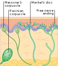 Thermoreceptors Free nerve endings Detect change in temperature TRP channels Nociceptors Free nerve endings Detect damage (pain receptors) Multimodal Adaptation of receptors occurs when a receptor is