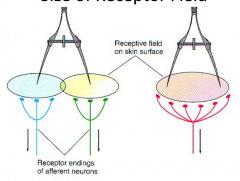 Receptive field Every receptor receives sensation from a certain area of the skin, (receptive field) The greater the density of receptors, the
