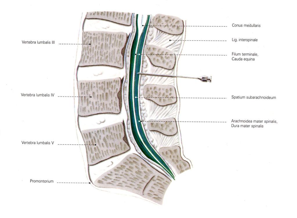 Spaces Epidural: space between the dura mater and the wall of the vertebral canal.
