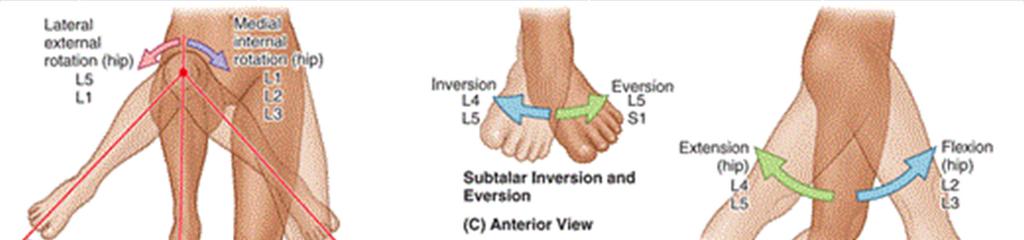 Common lumbar disc problems Disc Root Percentage Motor weakness Sensory changes L3-L4 L4 3-10% Knee extension (Quadriceps femoris
