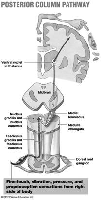 Posterior Column Pathway Fine touch! Vibration! Pressure! Proprioception! (from contralateral! side of body)! Midbrain! Spotlight 15-6c! Third-order! Second-order! Medulla! First-order!