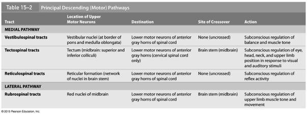 Pathway Anterior corticospinal tract