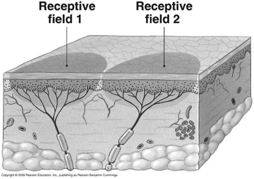 Receptors and Receptive Fields Figure 15-2! 7 Receptor and Generator Potentials 1! Stimulus transduced into action potentials! Stimulus causes a change in membrane potential of receptor!