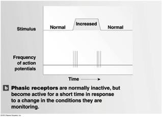 Interpretation of Sensory Information! Labeled line:! Specific sensory info sent from specific receptor in specific part of body to specific area of cortex!
