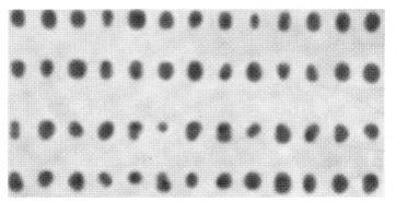 Braille letters When blurred, similar to the spatial resolution of the fingertips The letters A and C are indistinguishable Their Braille counterparts