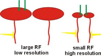 Receptive field size The size of the receptive field is related to spatial resolution and discrimination Surface detection The