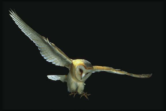 Barn Owl Konishi and Knudsen (1977) identified an area in the midbrain containing cells called