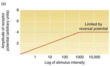 Stimulus Intensity and Dynamic Range From lowest threshold, to upper limit imposed by refractory period: Note log