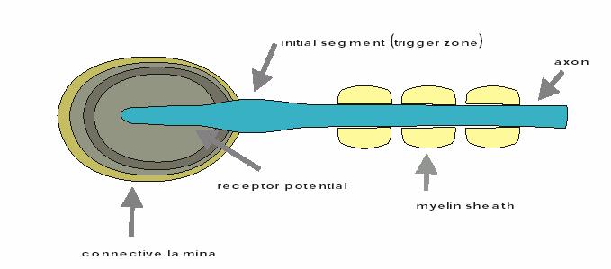 Endoding of stimulus properties Initial segment (spike trigger zone) Axon Receptor potential Myelin sheath Connective lamina - Deformation - Opening of Na/K channels - Depolarization of