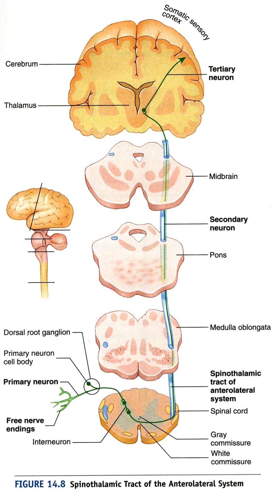 I. Sensation: Sensory Tracts Anterolateral Pathway All originate from cutaneous receptors Crossing over may occur near the level of neuron entry a) Spinothalamic Modaility (M) pain, temp, light