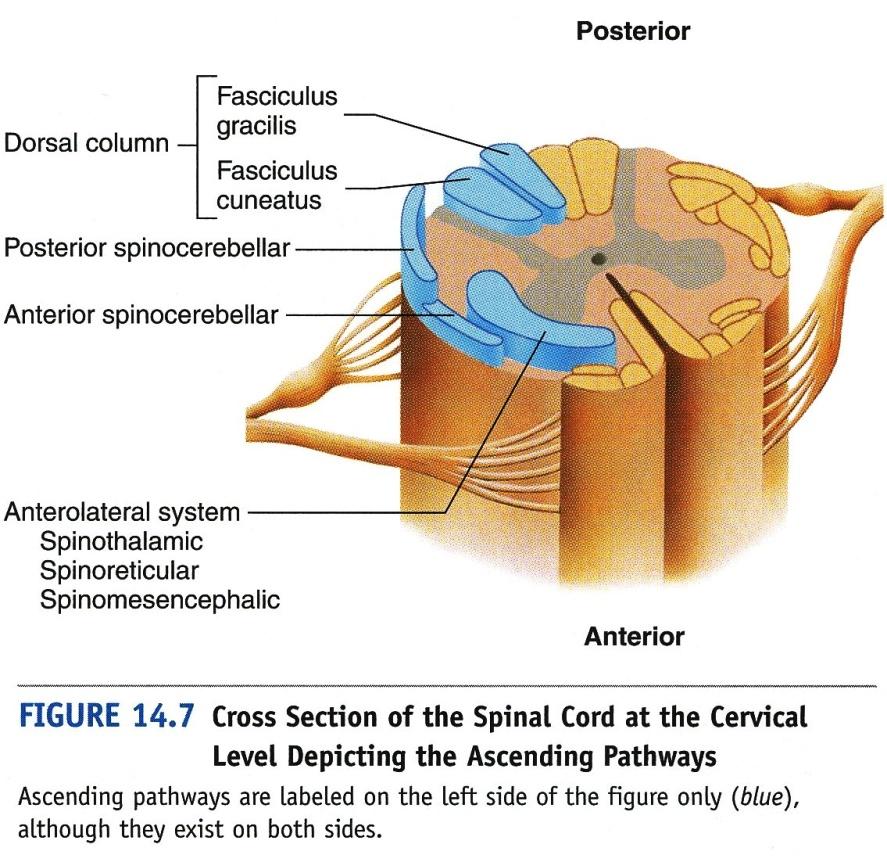 I. Sensation: Sensory Tracts Dorsal-column/Medial-lemniscal System Fasciculus gracilis Conveys impulses from