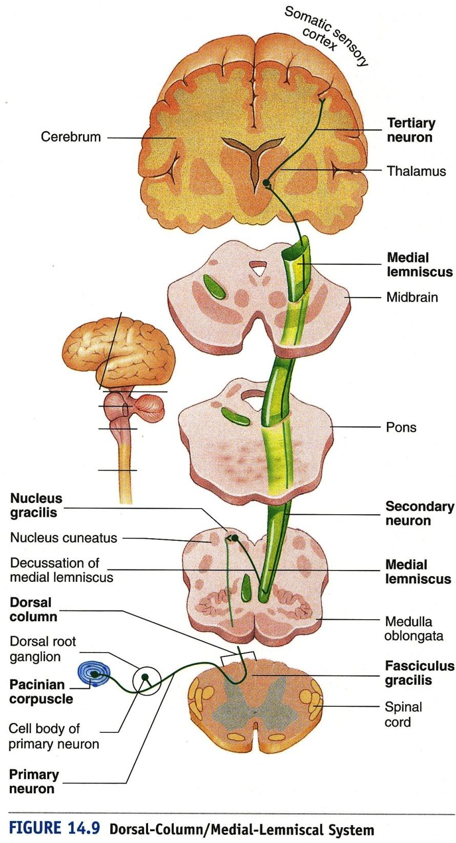 2-point discrimination, pressure, & vibration (O) Joints, tendons, muscles (T) Cerebral cortex & cerebellum