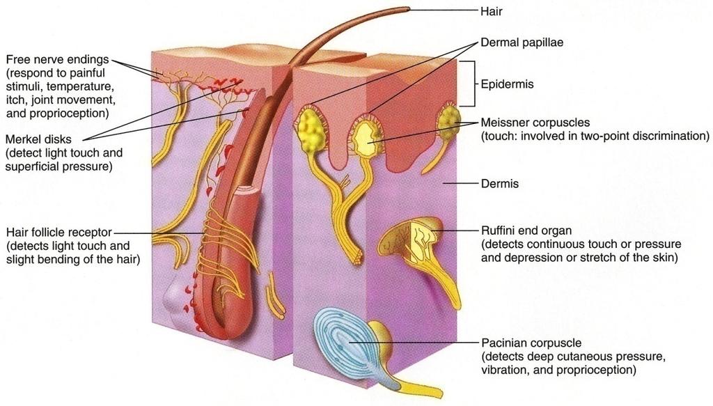 Structure 1. Free nerve endings 2. Tactile/Merkle Disk 3. Hair follicle receptors 4.