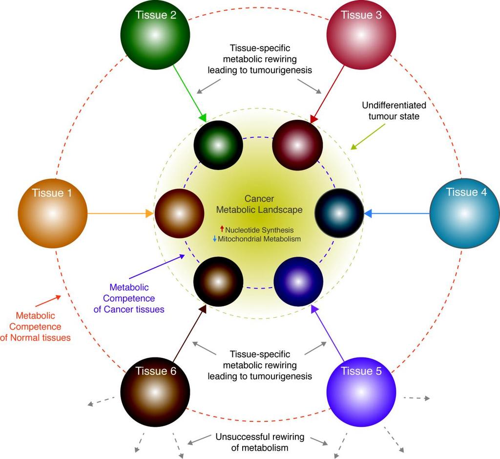 Supplementary Figure 9. The metabolic landscape of cancer. The metabolic rewiring (colored arrows) of individual tissue (external circles) undergoing transformation depends on the tissue of origin.