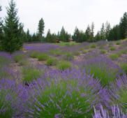 The Lavender Industry Mahmoud, SS Over 2000,000 L of lavender essential oil is produced
