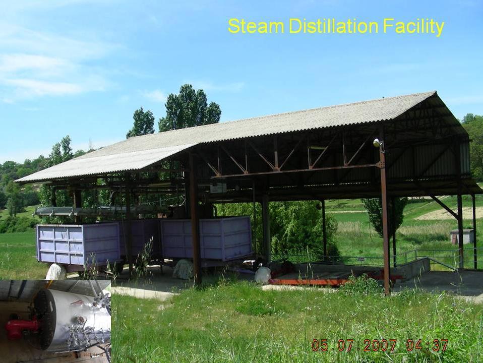 Lavender essential oil is extracted by steam