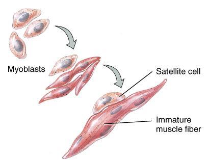 Fusion of Myoblasts into Muscle Fibers Every mature muscle cell developed from 100 myoblasts that fuse together in the fetus.