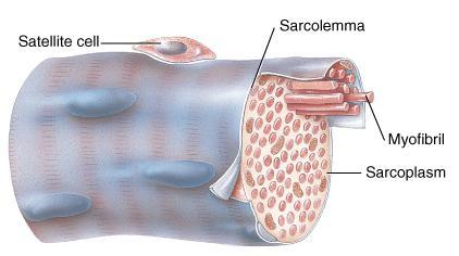 Muscle Fiber (Cell) or Myofibers Muscle cells are long, cylindrical & multinucleated Sarcolemma = muscle cell