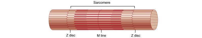 Filaments and the Sarcomere Thick and thin filaments overlap each other in a pattern that creates striations (light I bands and dark A bands) The I band region