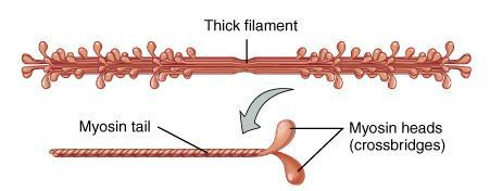 The Proteins of Muscle -- Myosin Thick filaments are composed of myosin each molecule resembles two golf clubs