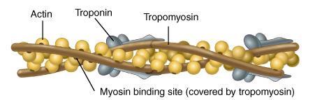 The Proteins of Muscle -- Actin Thin filaments are made of actin, troponin, & tropomyosin The myosin-binding site on each actin molecule is covered by