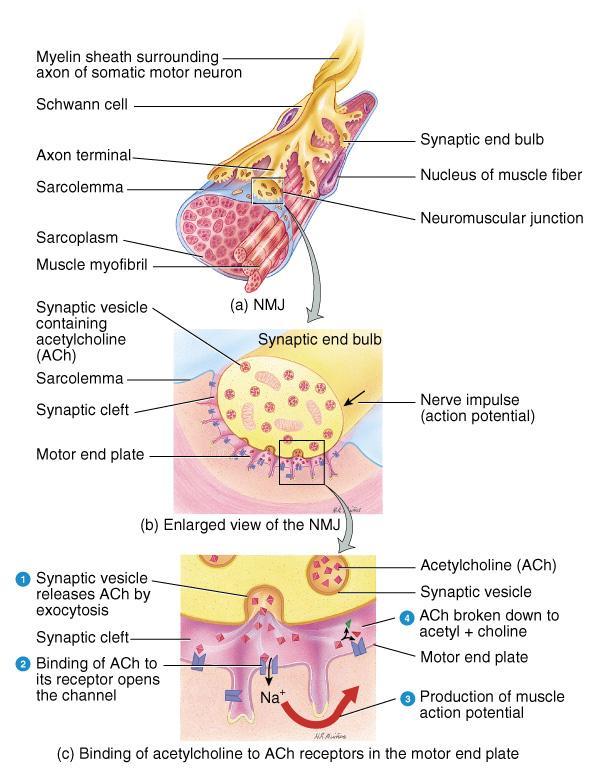 Structures of NMJ Region Synaptic end bulbs are swellings of axon terminals End bulbs contain