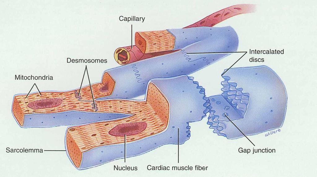 Anatomy of Cardiac Muscle Striated, short, quadrangular-shaped, branching fibers Single centrally located
