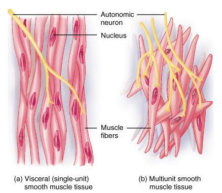 Two Types of Smooth Muscle Visceral (single-unit) in the walls of hollow viscera & small BV autorhythmic gap junctions cause fibers to contract