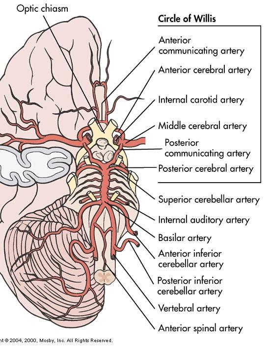 Cerebral Circulation Circle of Willis: source of collateral flow major little if any