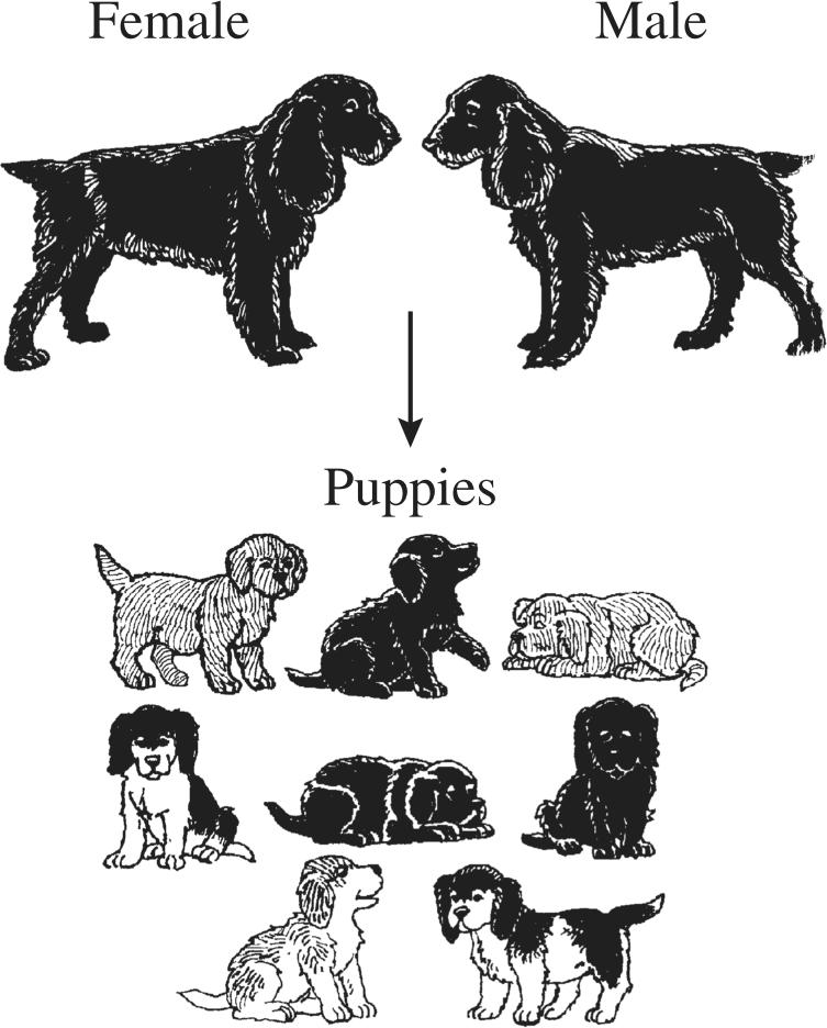 27. The picture below shows two dogs and their puppies. The parent dogs are each heterozygous for two traits: fur color and white spotting. Both parent dogs are solid black.