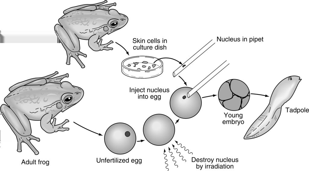20. The diagram below shows the procedure scientists used to clone a frog from the nucleus of a skin cell. The tadpole produced by the cloning process will be genetically. A.