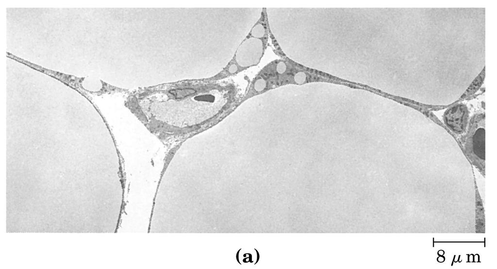 10 Adipocytes 11 Arabidopsis seed 12 Triacylglycerols: Insulation Layers of