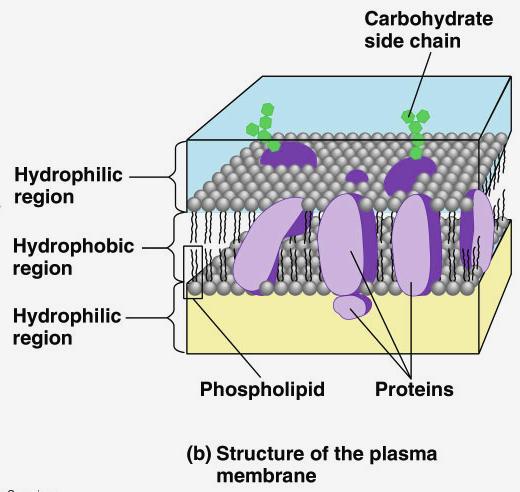 Phospholipids & cells Phospholipids of cell membrane u double layer = bilayer u hydrophilic heads on outside in contact with aqueous solution u