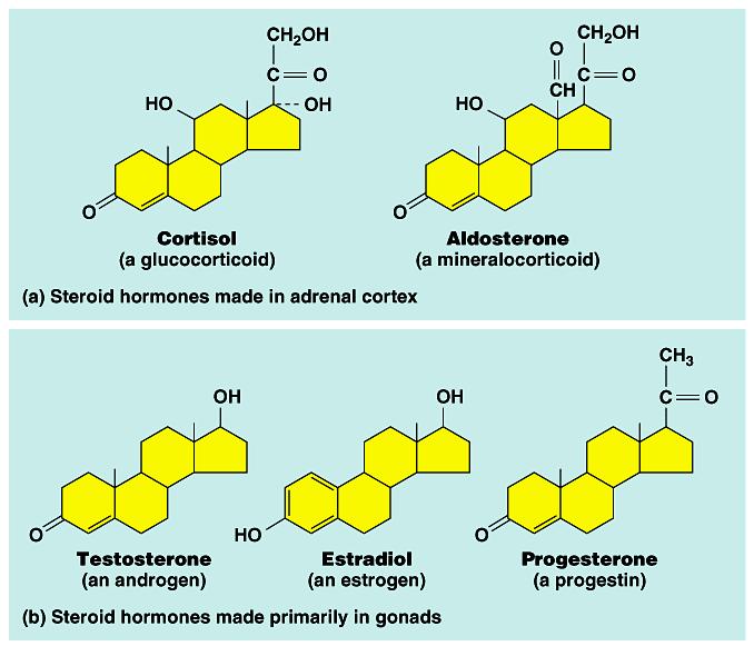 Diversity in steroids 2005-2006 Cortisol (hydrocortisone) - released by adrenal gland in response to stress.