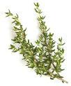 Slide 10 Thyme Supports the good bacteria and inhibits bad bacteria Helps with smooth muscles contractions, aids gas and bloating It is also antimicrobial, antispasmodic and an