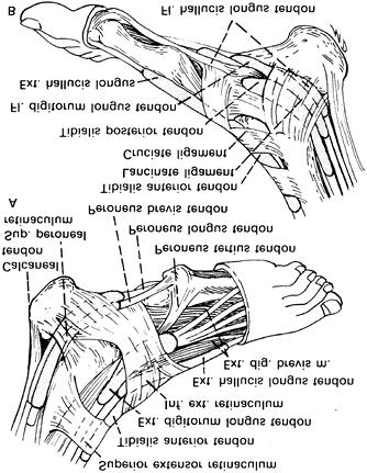 Página 11 de 32 Extrinsic Flexors and Extensors of the Toes. The superficial flexor of the arm is analogous to the soleus. The soleus muscle belly forms a tendon inserting onto the calcaneus.
