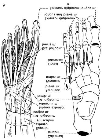 Página 12 de 32 Figure 80-6. Synovial sheaths of the tendons around the ankle.