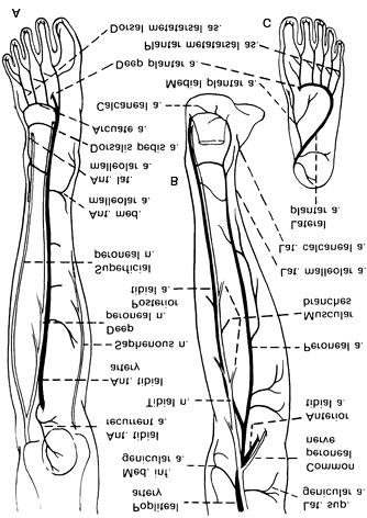 Página 14 de 32 Figure 80-7. Nerve and blood supply of the leg. A: Anterior view.b: Posterior view. C: Plantar surface of the foot. The anatomy of the nerves is described in Chapter 70.