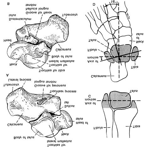 Página 18 de 32 Figure 80-9. Anatomy of the right talus and calcaneus showing their relationship to the tibia and fibula, to other bones of the tarsus, and to the proximal ends of the metatarsals.