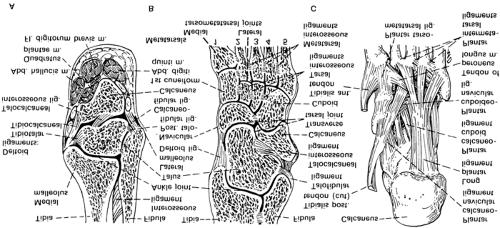 Página 21 de 32 foot, the plantar aponeurosis, and the long tendons passing into the sole of the foot from the leg (Fig. 80-11C) (7).