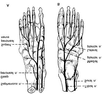 Página 23 de 32 Figure 80-12. Nerve supply of the ankle joints and joints of the foot. A: Dorsal view.b: Plantar view. Many fibers supply the ankle. See text for details.